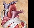 Брадикардия - признак тренированного сердца или заболевания?